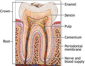 اجزای دندان