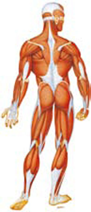 آنچه باید درباره عضلات بدن بدانید