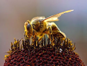 زنبورهایی که مغز شما را آرام می کنند