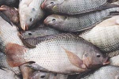 آیا ماهی تیلاپیا آلوده است؟