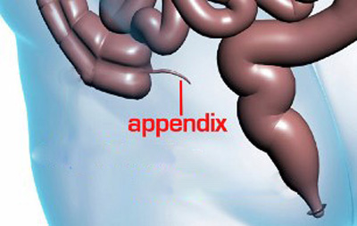 آپاندیس به چه دردی می خورد؟