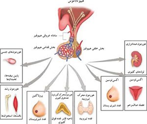 شرح وظایف هیپوفیز؛ غده‌ای کوچک با مسوولیت‌های بزرگ