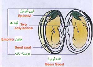 جراحی چاقی، به نفع قلب