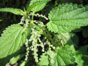 گزنه Nettle