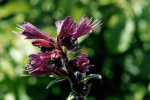 گل گاوزبان برای سرماخوردگی مفید است