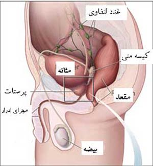 سلامت پروستات