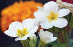 گل پامچال برای پوست مفید است
