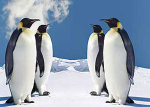 پنگوئن‌‌ها، قربانیان طلای سیاه