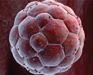 پیشرفت‌های حاصل در مورد سلول‌های بنیادین چند قابلیتی القایی در انسان‌ها