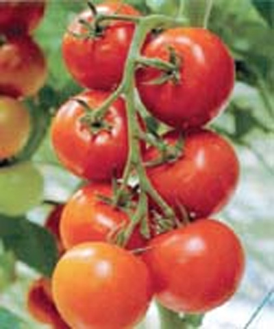 گوجه فرنگی، کنترل کننده فشارخون