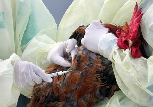 آنفلوانزای پرندگان واگیردار است؟