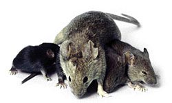 مبارزه با موش‌های موذی