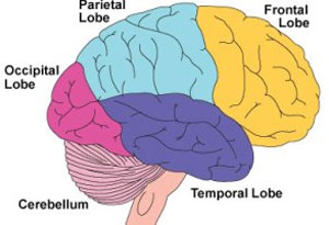 عادت‌هایی که سبب تخریب سلول‌های مغزی می‌شوند