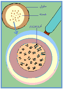 معجزه پیاز