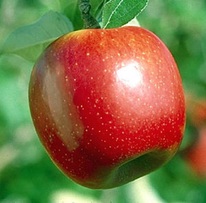 سیب؛ نمره ۲۰ کلاس میوه‌ها