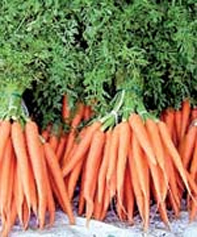 خواص هویج برای مردان