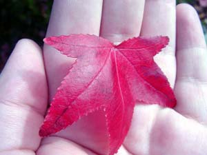 ورزش در دوران میانسالی و پیری