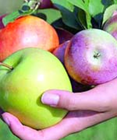 سیب درختی، تقویت کننده قلب