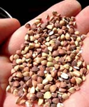 گندم سیاه، دارای ۸ نوع اسید آمینه مفید است