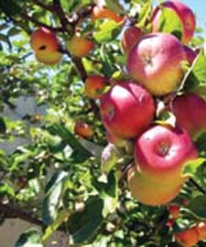 مصرف سیب به کاهش وزن کمک می‌کند