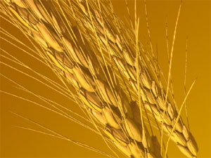 مصرف گندم عمر را طولانی می کند