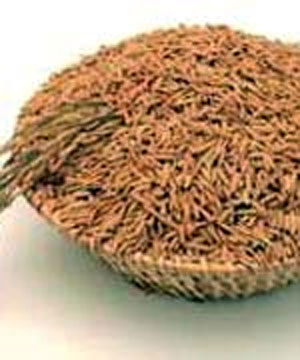 سبوس برنج منبع بیش از ۱۰۰ نوع آنتی اکسیدان