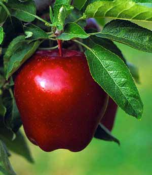 سیب؛ مفید برای گلو درد