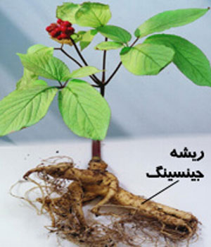 مقابله جینسینگ با بیماری های مسری