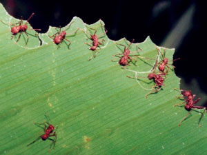 آموزش زندگی در کلاس مورچه‌ها