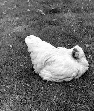 مرغی که با سر بریده زندگی میکرد