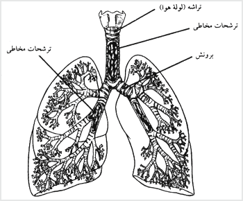 بیماری دست، پا و دهان