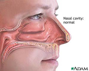 تب یونجه Hay-fever