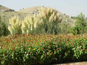 چند سوال و جواب درباره سارس