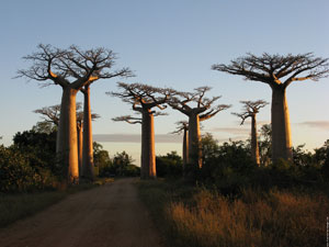 درختان ۱۰۰۰ ساله ماداگاسکار