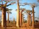 درختان ۱۰۰۰ ساله ماداگاسکار