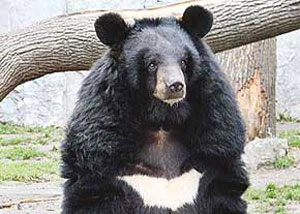 وضعیت خرس سیاه در هرمزگان