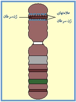 مشخصه های ژنی