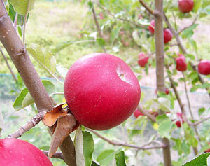 چرا سیب دماوند سفت و شاداب است؟