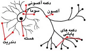 ساختار یک سلّول عصبی