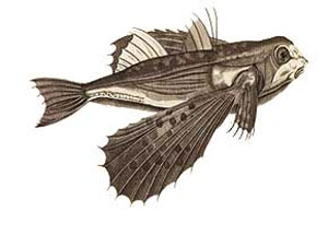 پیروزی اسحاق نیوتن بر ماهی‌های بالدار