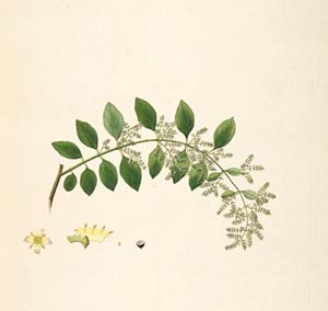 گیاه مسواک چوج( Salavadora Persica (Salvadoraceae