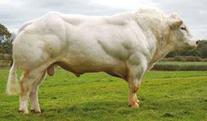 عضلانی‌ترین گاو دنیا