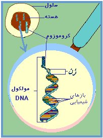 کروموزوم‌های انسان