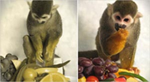 با هدیه ای ژنتیکی،۲ میمون دنیایی رنگی تر را می بینند