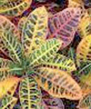 کروتون گیاهی با برگ هایی به رنگ های متنوع