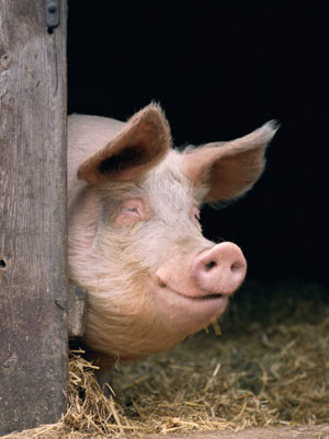 ترمیم اقتصاد با کمک آنفلوانزای خوکی