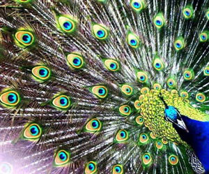 پر طاووس و بلورهای فوتونیکی