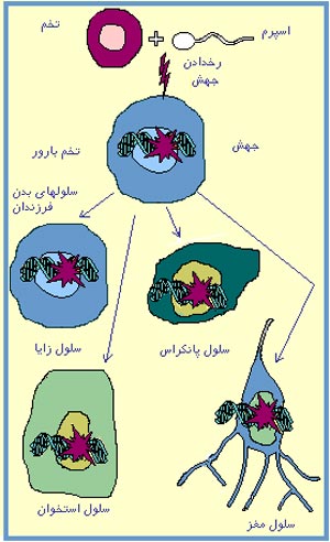 جهش های ارثی