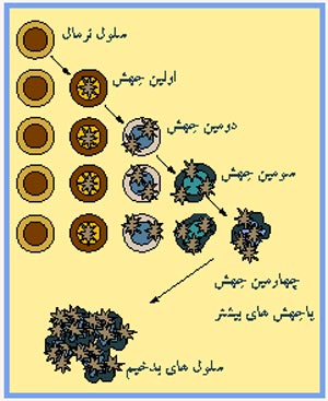 بسیاری از جهش های ژنی مولد سرطان هستند