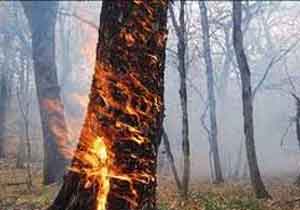 آتش‌سوزی در جنگل‌های ایران و جهان